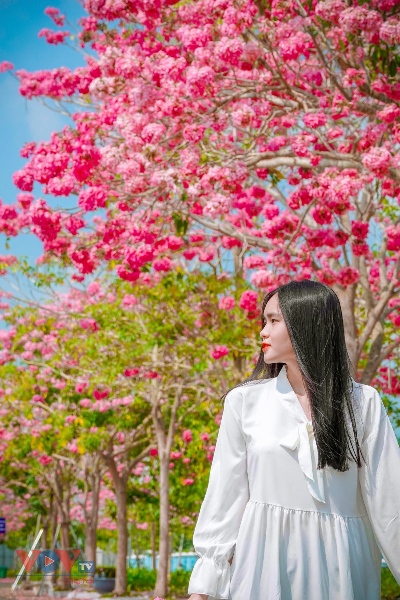 Rộ đường hoa kèn hồng đẹp tựa Hàn Quốc ở miền Tây - Ảnh 8.