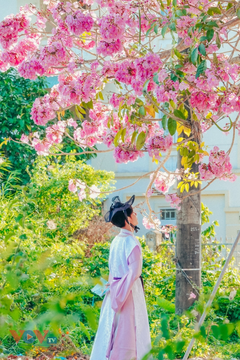 Rộ đường hoa kèn hồng đẹp tựa Hàn Quốc ở miền Tây - Ảnh 9.