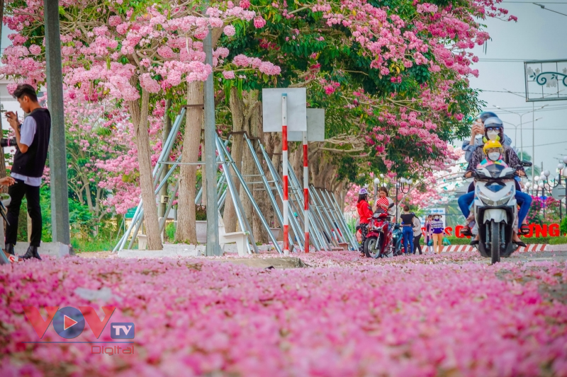 Rộ đường hoa kèn hồng đẹp tựa Hàn Quốc ở miền Tây - Ảnh 10.