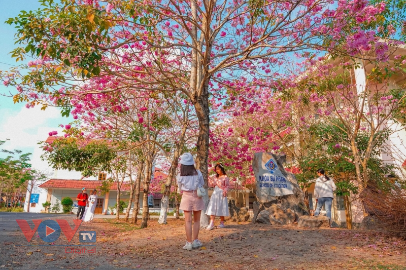 Rộ đường hoa kèn hồng đẹp tựa Hàn Quốc ở miền Tây - Ảnh 11.