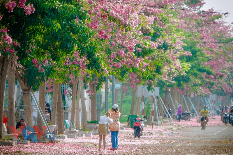 Rộ đường hoa kèn hồng đẹp tựa Hàn Quốc ở miền Tây - Ảnh 14.