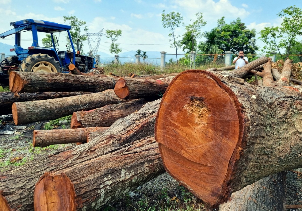 Người dân bức xúc vì hàng sao đen 15 năm tuổi bị chặt hạ khi cải tạo vỉa hè - Ảnh 2.