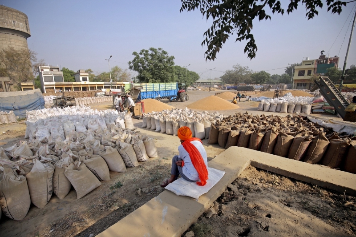 Ấn Độ cấm xuất khẩu gạo - Ảnh 2.