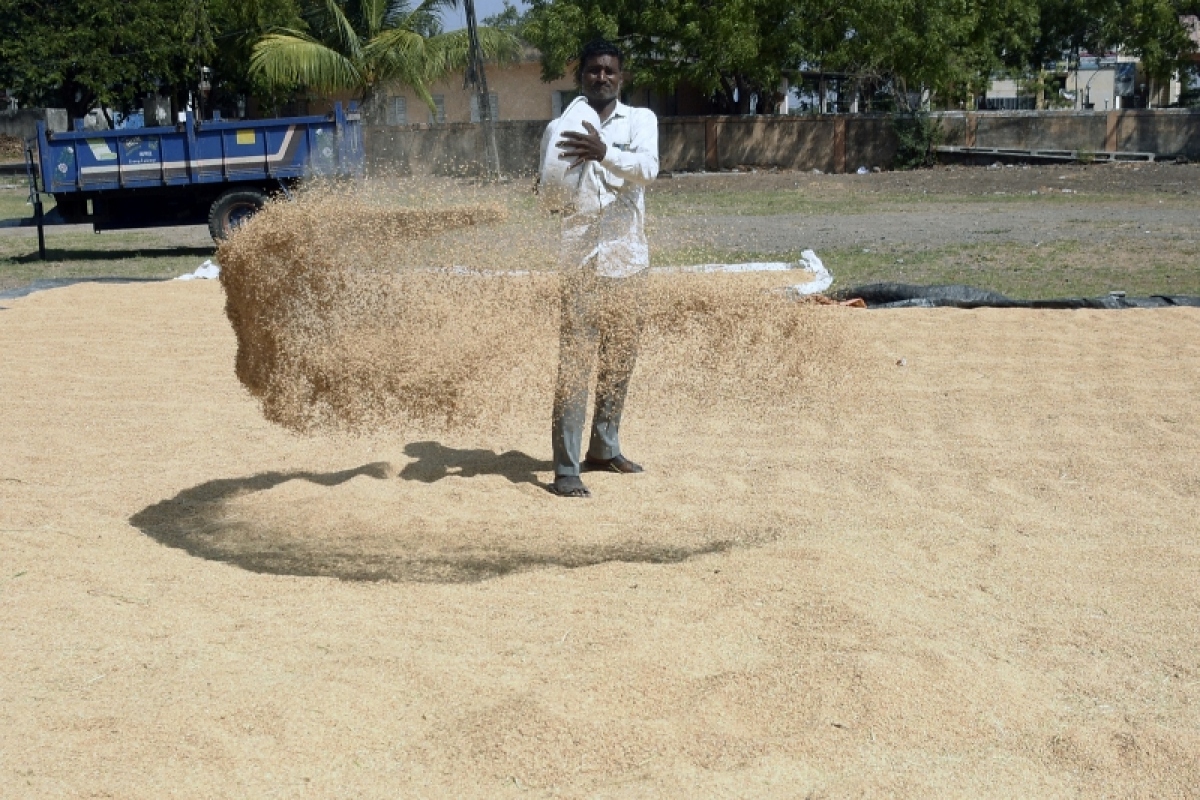 Ấn Độ cấm xuất khẩu gạo - Ảnh 1.