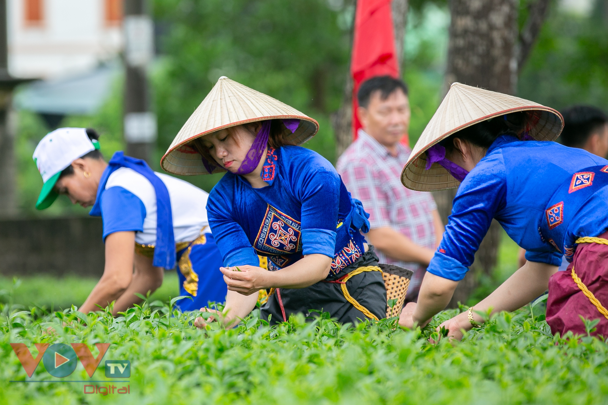 Quảng Ninh: Tưng bừng cuộc thi hái chè tại ngày hội văn hóa du lịch trà Đường Hoa - Ảnh 9.