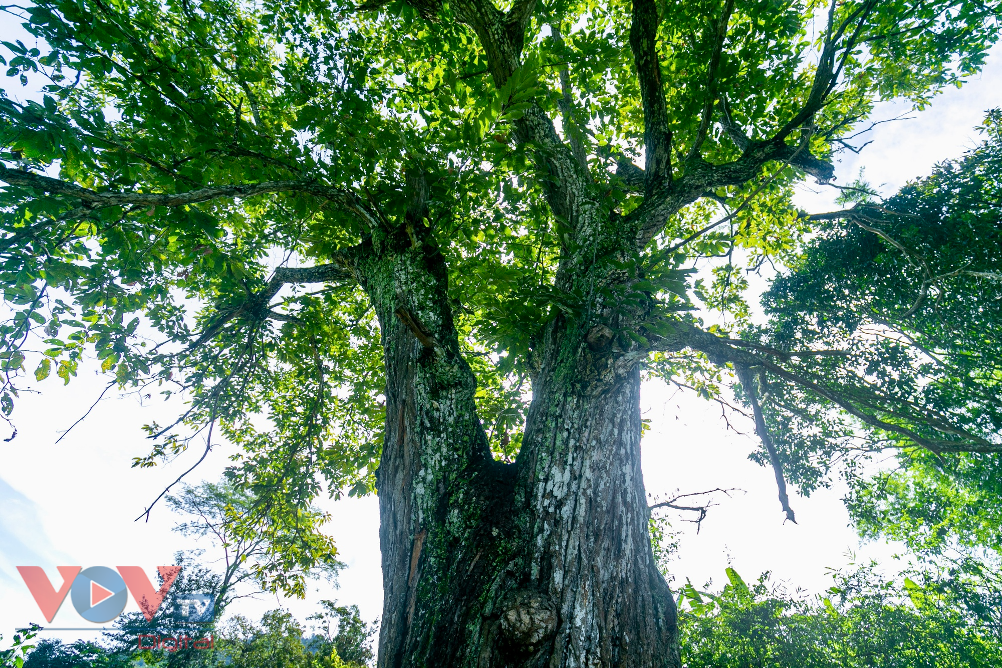 Check-in cây dẻ cổ thụ trứ danh ở Trùng Khánh, Cao Bằng - Ảnh 3.