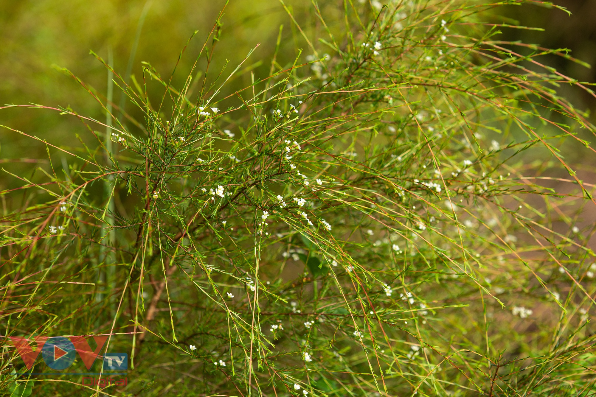 Check-in cánh đồng rễ đẹp mơ màng ở Chí Linh, Hải Dương - Ảnh 1.