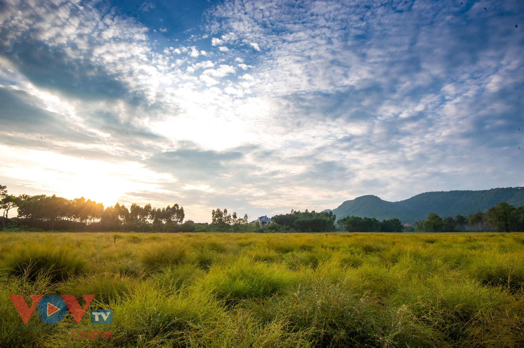 Check-in cánh đồng rễ đẹp mơ màng ở Chí Linh, Hải Dương - Ảnh 4.