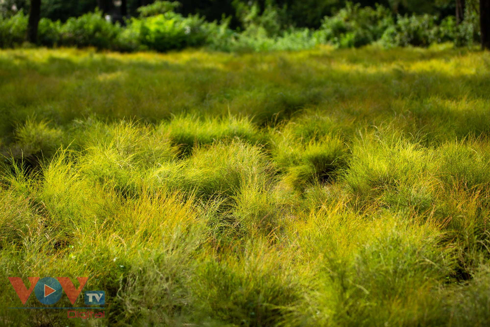Check-in cánh đồng rễ đẹp mơ màng ở Chí Linh, Hải Dương - Ảnh 5.