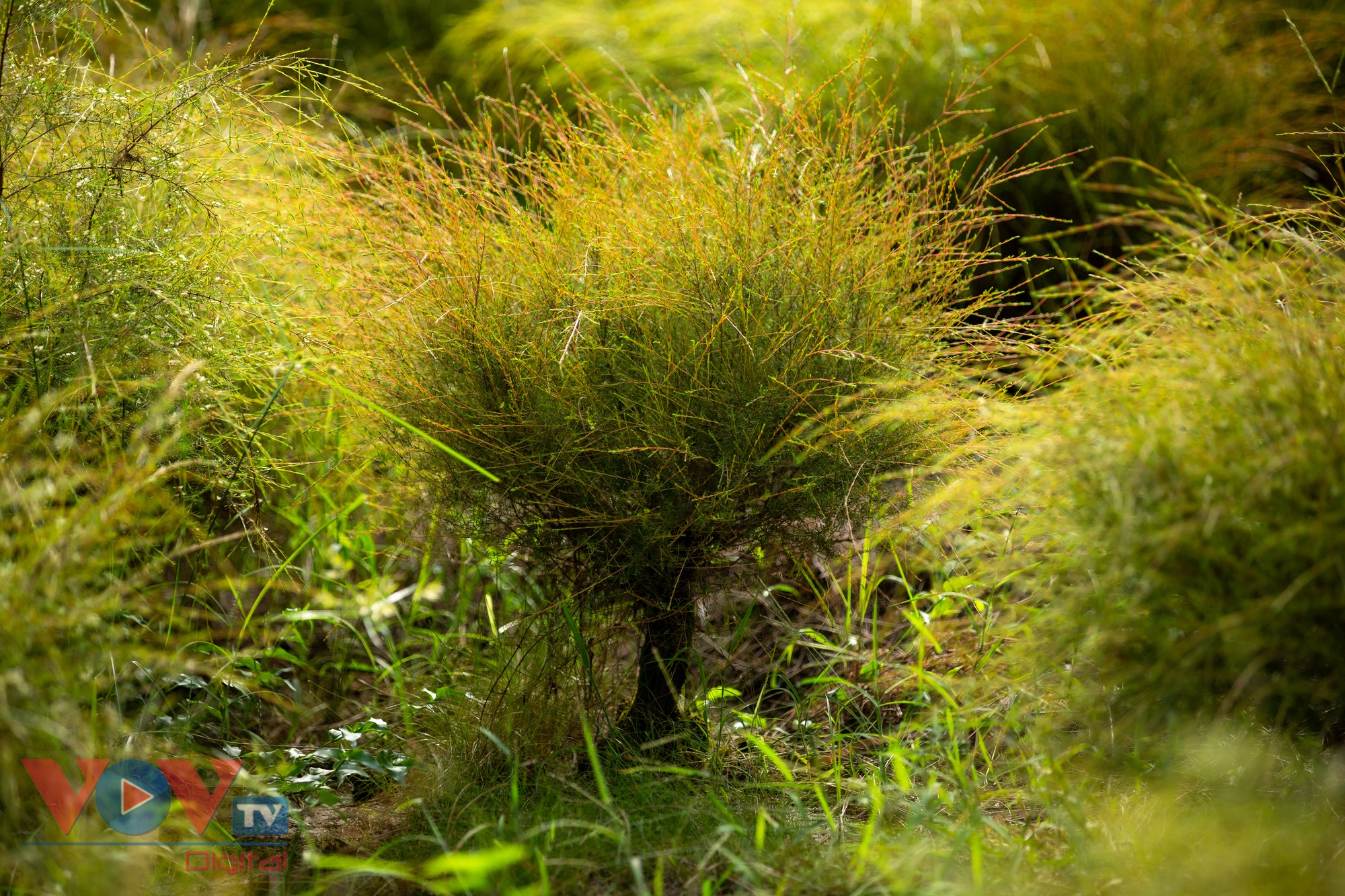 Check-in cánh đồng rễ đẹp mơ màng ở Chí Linh, Hải Dương - Ảnh 9.
