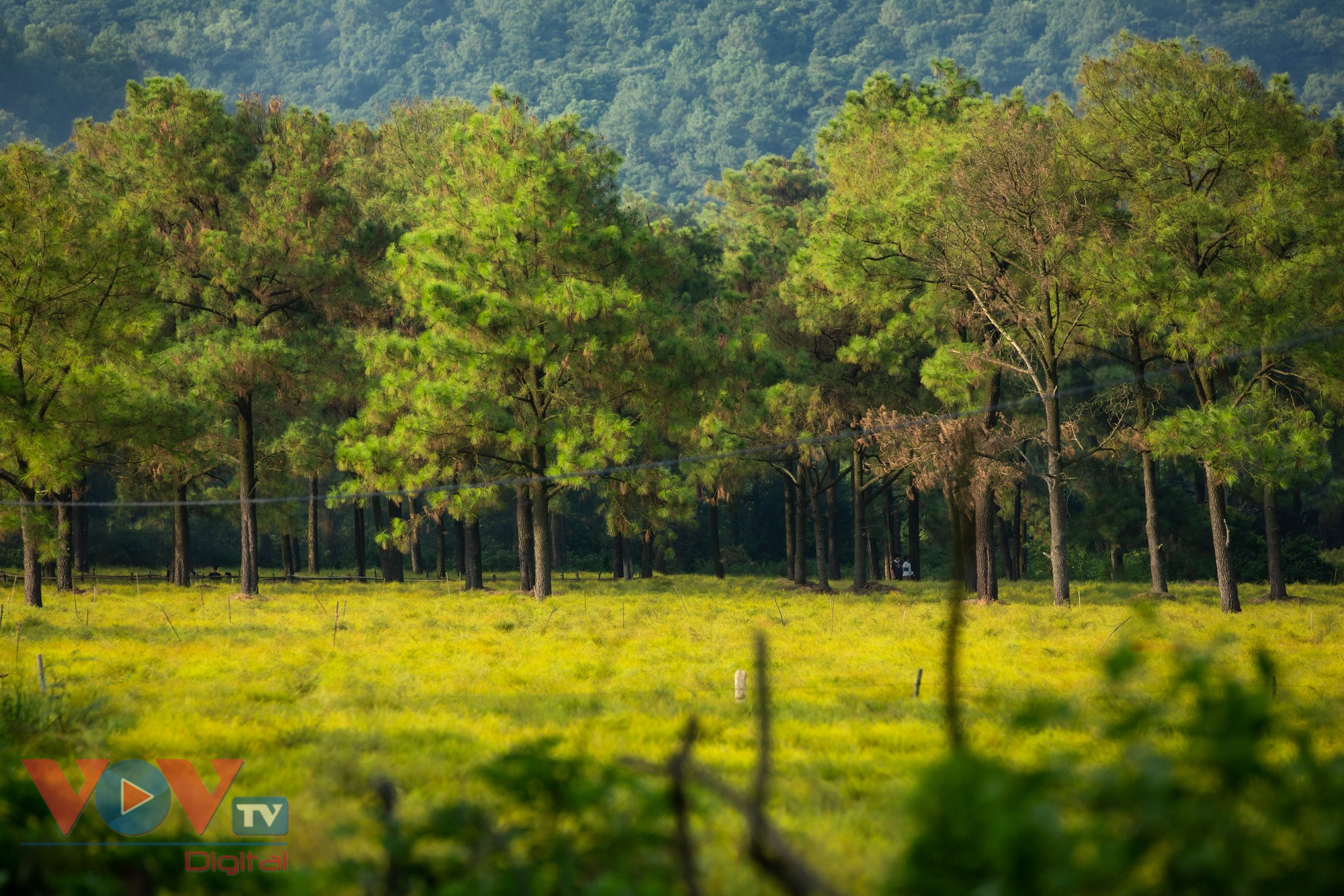 Check-in cánh đồng rễ đẹp mơ màng ở Chí Linh, Hải Dương - Ảnh 18.