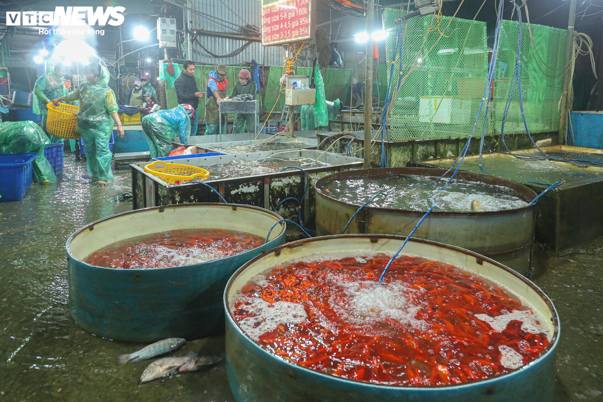 Chợ cá lớn nhất Hà Nội buôn bán xuyên đêm trước ngày ông Công, ông Táo- Ảnh 13.