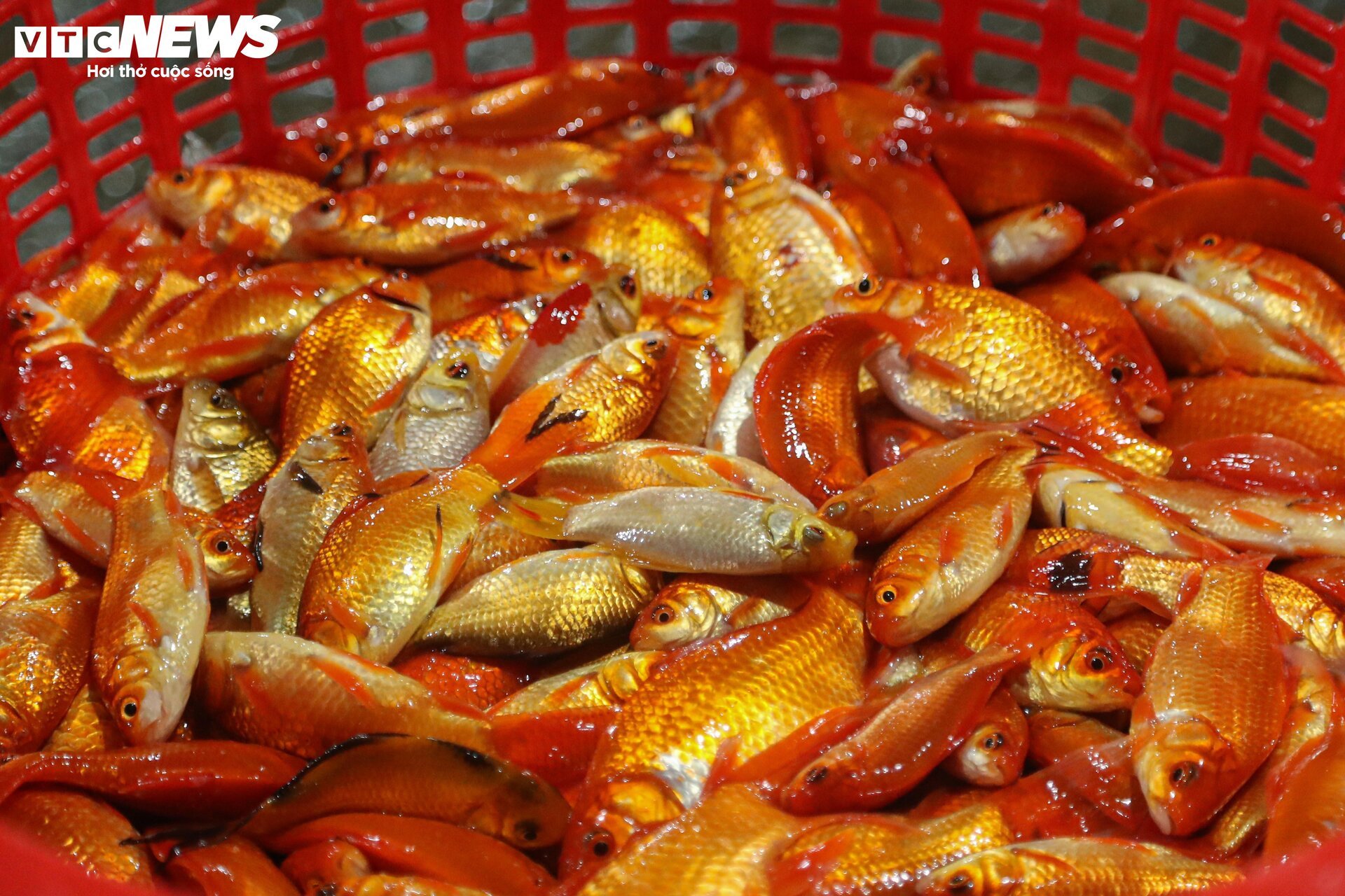 Chợ cá lớn nhất Hà Nội buôn bán xuyên đêm trước ngày ông Công, ông Táo- Ảnh 10.