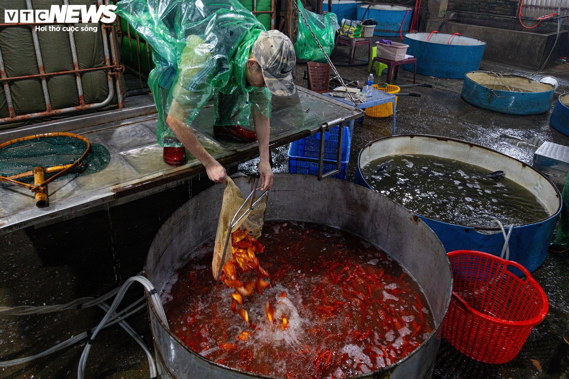 Chợ cá lớn nhất Hà Nội buôn bán xuyên đêm trước ngày ông Công, ông Táo- Ảnh 3.