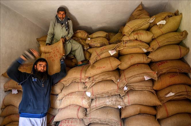 Giá gạo của Ấn Độ tăng lên mức kỷ lục mới- Ảnh 1.