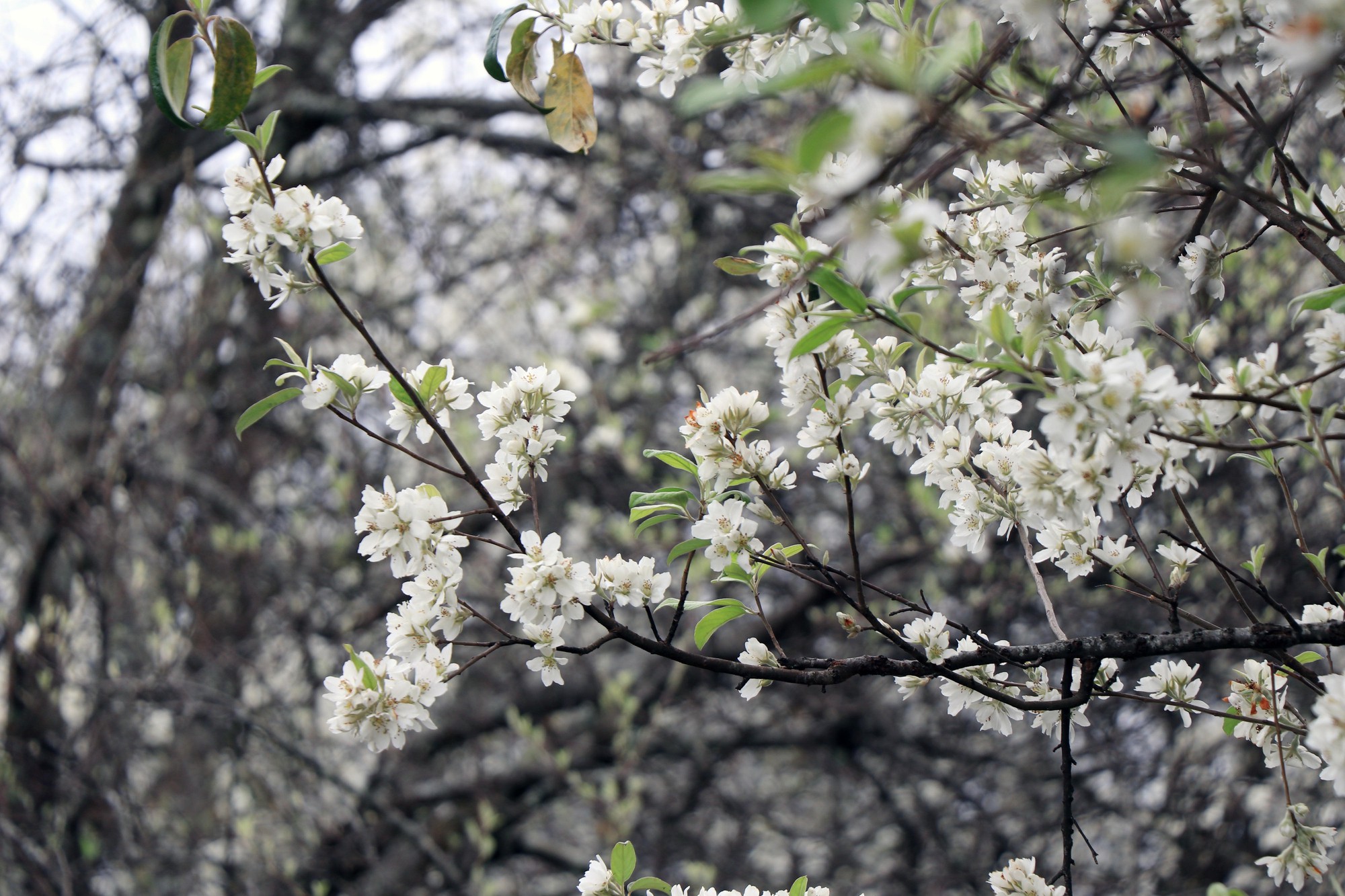 Mùa hoa sơn tra bắt đầu từ cuối tháng 2 đến tháng 4 hằng năm, trong đó hoa bung nở đẹp nhất vào tháng 3.jpg