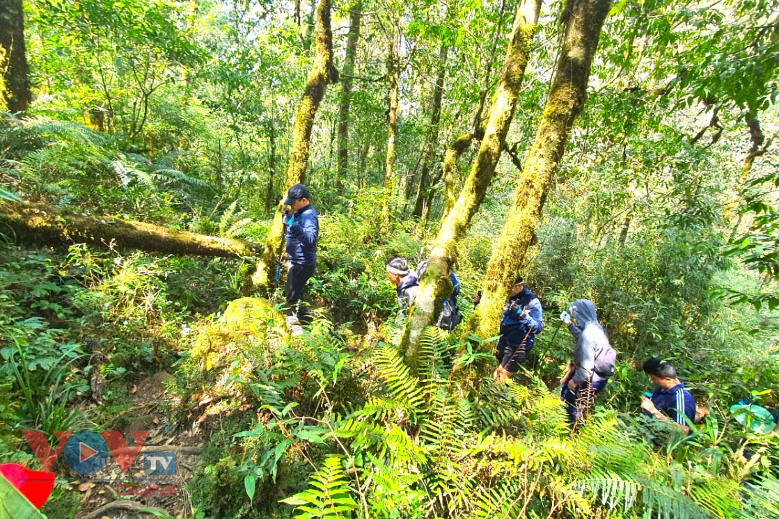 Mê mẩn với rừng hoa Đỗ Quyên trên núi Pu Ta Leng- Ảnh 3.