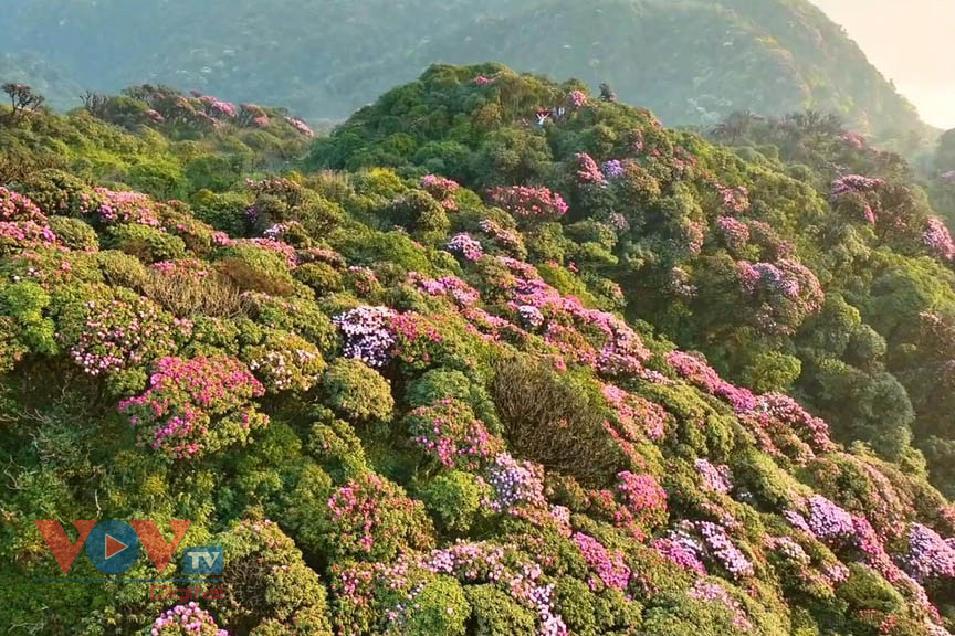 Mê mẩn với rừng hoa Đỗ Quyên trên núi Pu Ta Leng- Ảnh 8.