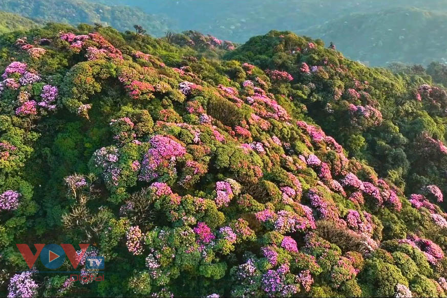 Mê mẩn với rừng hoa Đỗ Quyên trên núi Pu Ta Leng- Ảnh 9.