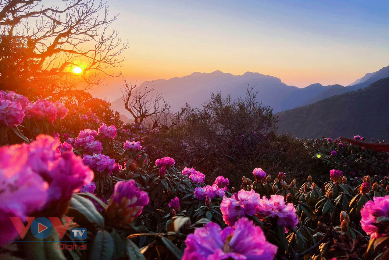 Mê mẩn với rừng hoa Đỗ Quyên trên núi Pu Ta Leng- Ảnh 10.