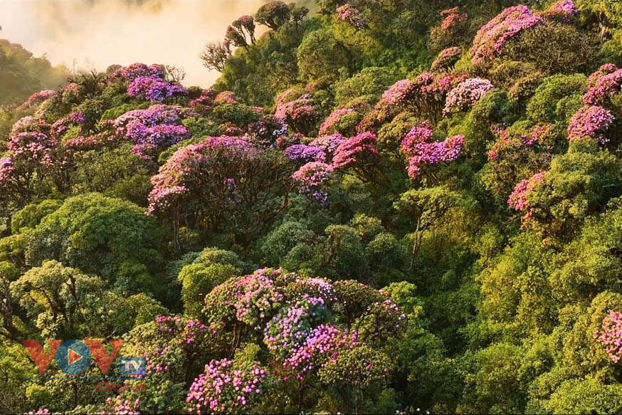 Mê mẩn với rừng hoa Đỗ Quyên trên núi Pu Ta Leng- Ảnh 11.