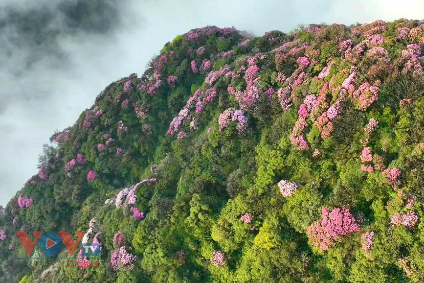 Mê mẩn với rừng hoa Đỗ Quyên trên núi Pu Ta Leng- Ảnh 12.