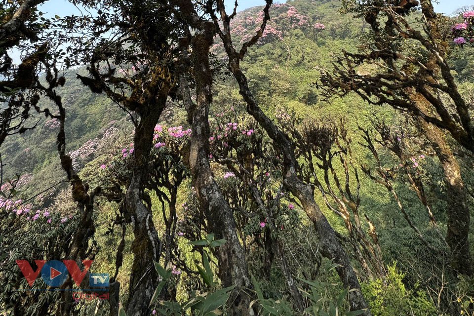 Mê mẩn với rừng hoa Đỗ Quyên trên núi Pu Ta Leng- Ảnh 13.