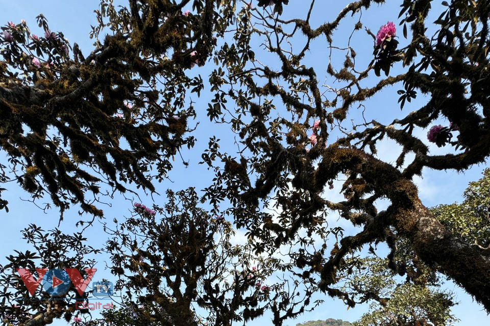 Mê mẩn với rừng hoa Đỗ Quyên trên núi Pu Ta Leng- Ảnh 15.
