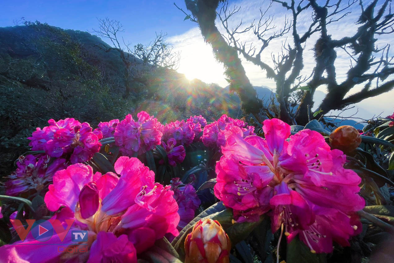 Mê mẩn với rừng hoa Đỗ Quyên trên núi Pu Ta Leng- Ảnh 16.