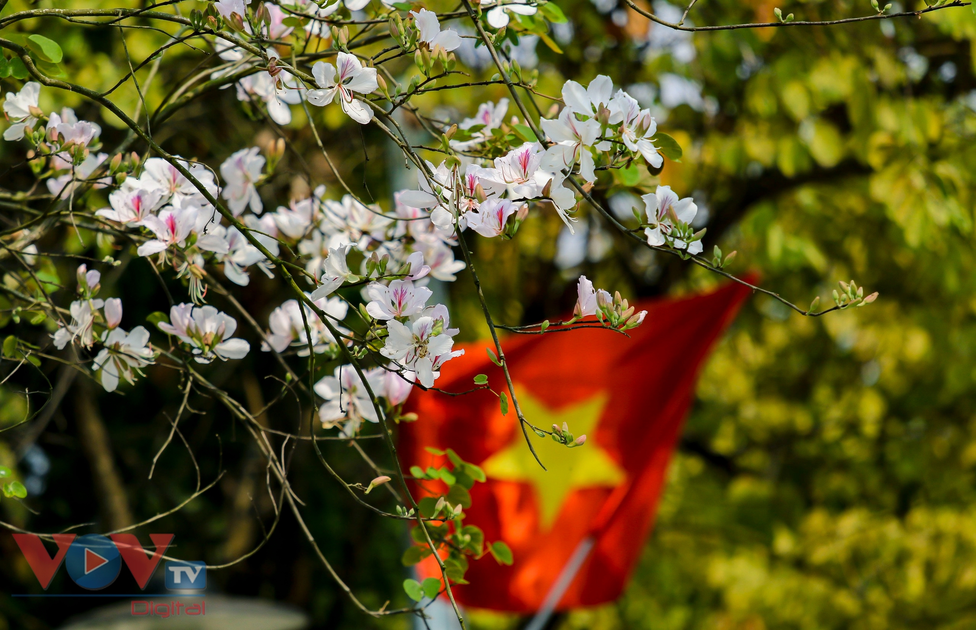 Điện Biên rực rỡ cờ hoa, khách du lịch hào hứng chào đón khai mạc năm Du lịch Quốc gia 2024- Ảnh 3.