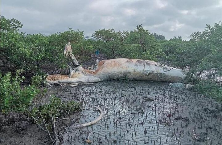 Quảng Ninh: Xác cá voi 10 tấn trôi dạt vào vùng biển Cô Tô- Ảnh 3.