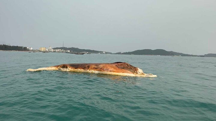 Quảng Ninh: Xác cá voi 10 tấn trôi dạt vào vùng biển Cô Tô- Ảnh 1.