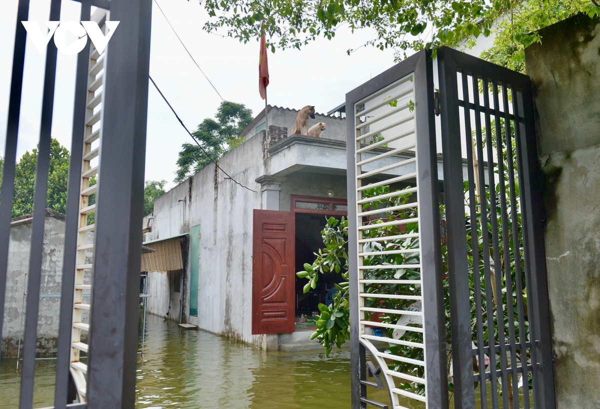 Nhiều nhà dân ở ngoại thành Hà Nội bị đảo lộn cuộc sống do nước ngập sâu kéo dài- Ảnh 8.