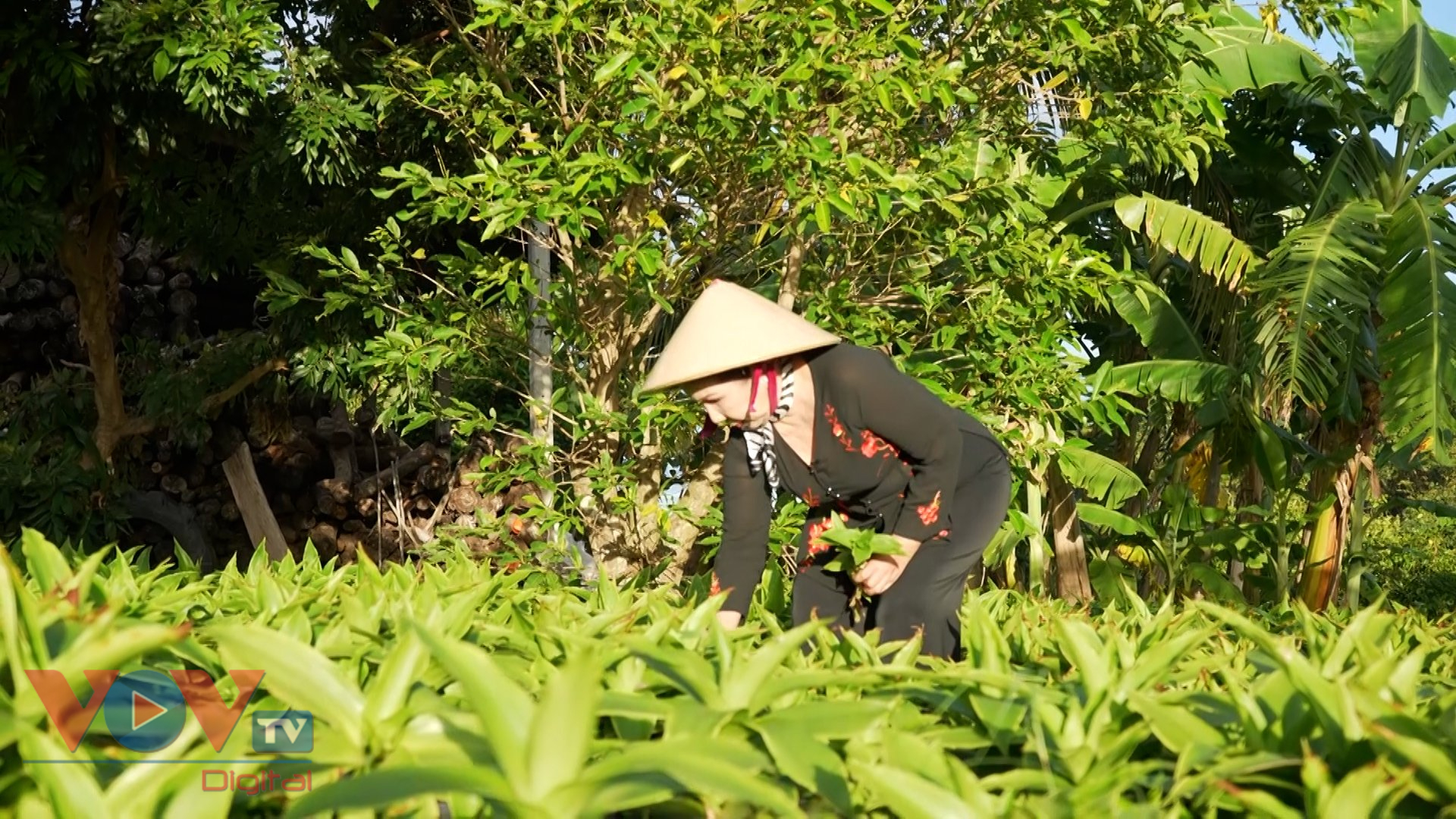 Mô hình sản xuất bảo vệ môi trường mang lại hiệu quả kinh tế cao ở Tây Ninh- Ảnh 1.