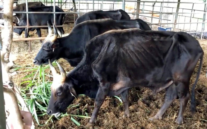 Đàn bò tót lai nhai rơm khô “cầm hơi” và chuyện xử lý tài sản hậu dự án, đề tài khoa học - Ảnh 1.