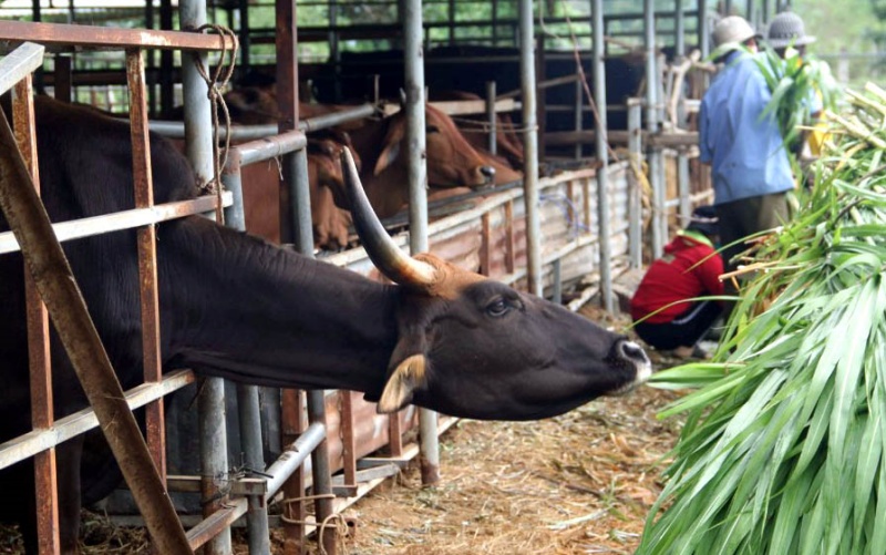 Đàn bò tót lai nhai rơm khô “cầm hơi” và chuyện xử lý tài sản hậu dự án, đề tài khoa học - Ảnh 2.