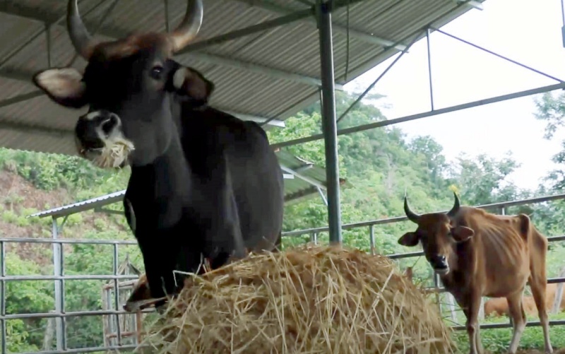 Đàn bò tót lai nhai rơm khô “cầm hơi” và chuyện xử lý tài sản hậu dự án, đề tài khoa học - Ảnh 3.