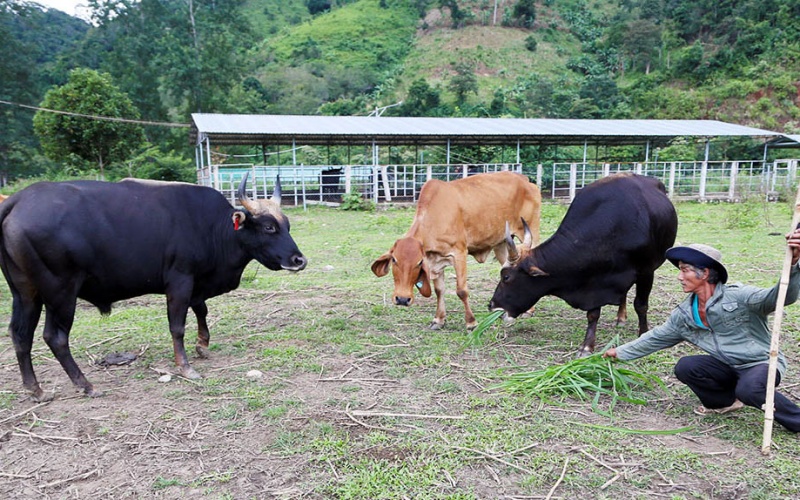Đàn bò tót lai nhai rơm khô “cầm hơi” và chuyện xử lý tài sản hậu dự án, đề tài khoa học - Ảnh 4.