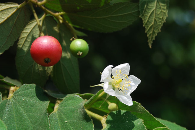 Loại quả rụng đầy gốc cây lại là vị thuốc quý, được ví như nhân sâm - Ảnh 1.
