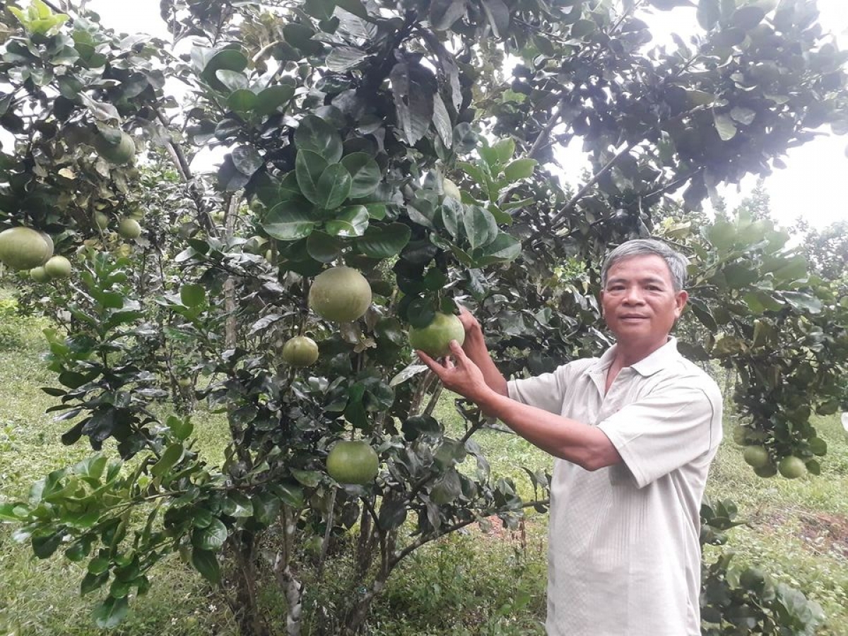 Mô hình trồng bưởi da xanh của ông Bùi Quang Tiến mang lại hiệu quả kinh tế cao.