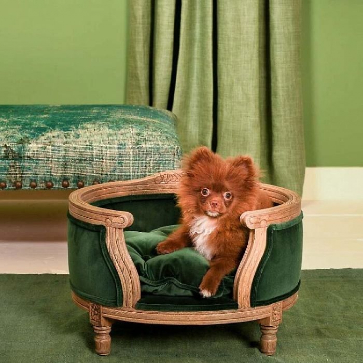 Chủ nhân thiết kế chiếc giường cho chó cưng đồng bộ màu xanh rêu với rèm và thảm nhà. Thiết kế này trị gái 1223 đô.