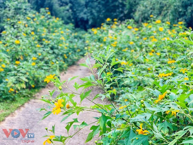 Hoa dã quỳ phủ kín nhiều lối đi ở vườn Quốc gia Ba Vì