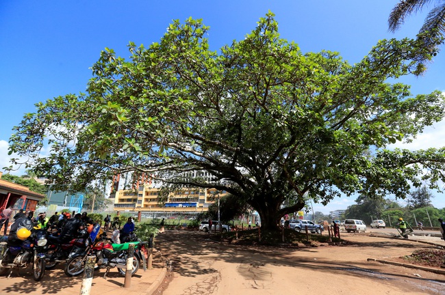 Tổng thống Kenya ban hành sắc lệnh cứu cây cổ thụ trăm năm tuổi - Ảnh 2.