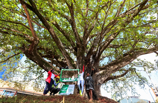 Tổng thống Kenya ban hành sắc lệnh cứu cây cổ thụ trăm năm tuổi - Ảnh 1.