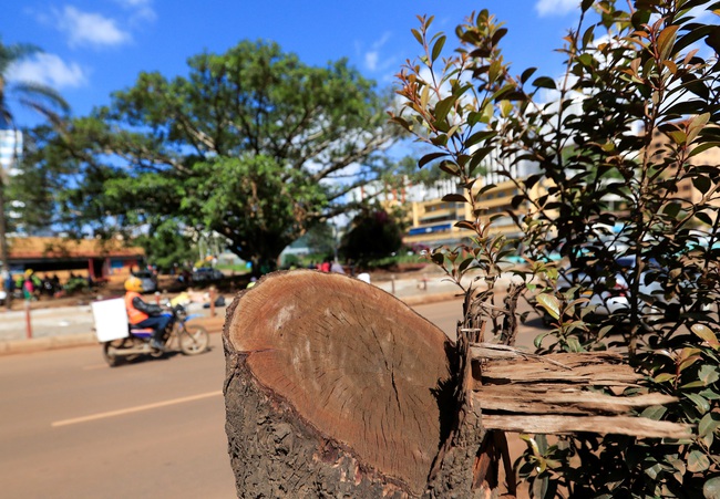 Tổng thống Kenya ban hành sắc lệnh cứu cây cổ thụ trăm năm tuổi - Ảnh 3.