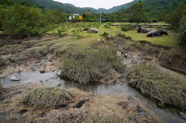 &quot;Vị cứu tinh&quot; của những con trâu bị bỏ rơi trên đảo Lantau, Hong Kong, Trung Quốc - Ảnh 4.