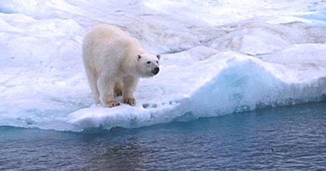 10 câu chuyện khó tin về việc sinh tồn ở Bắc Cực - Ảnh 1.