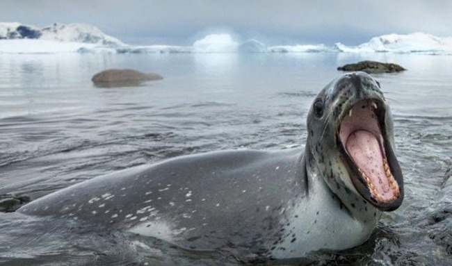 10 câu chuyện khó tin về việc sinh tồn ở Bắc Cực - Ảnh 2.