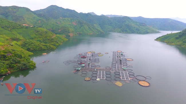 Cận cảnh trại cá tầm 100 tỷ đồng trên lòng hồ thủy điện Sơn La - Ảnh 1.
