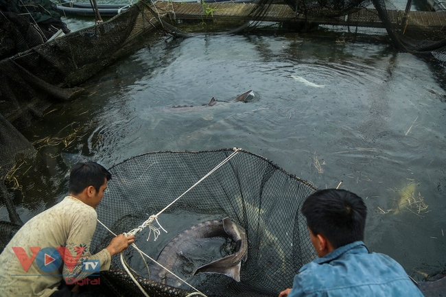Cận cảnh trại cá tầm 100 tỷ đồng trên lòng hồ thủy điện Sơn La - Ảnh 5.